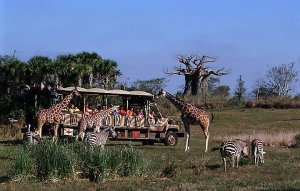 Orlando Animal Safari with Bluegreen Resorts