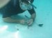 Inground pool leak Detection