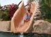 Pool Cleaning Service, Orlando