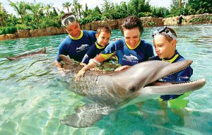 Swim because of the Dolphins throughout your Bluegreen getaway
